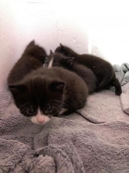 Kitten2 Bild von Thomas O‘Malley