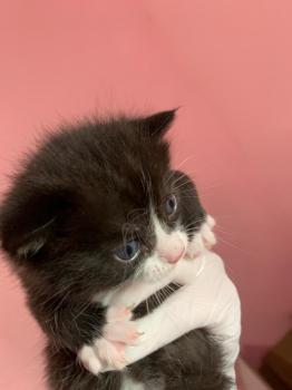 Kitten2 Bild von Thomas O‘Malley