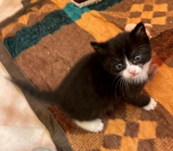 Kitten2 Bild von Thomas O‘Malley