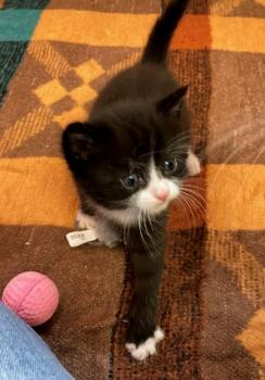 Kitten2 Bild von Thomas O‘Malley