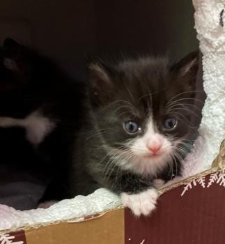 Kitten2 Bild von Thomas O‘Malley