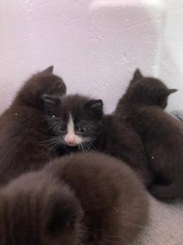 Kitten3 Bild von Toulouse