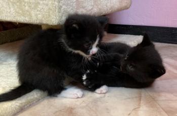 Kitten3 Bild von Toulouse