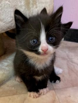 Kitten3 Bild von Toulouse