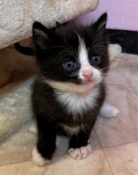 Kitten3 Bild von Toulouse