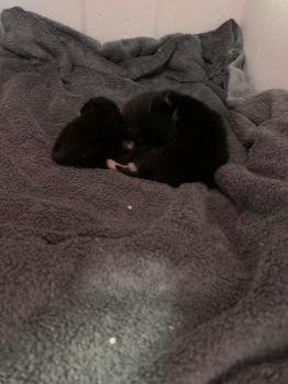 Kitten3 Bild von Toulouse