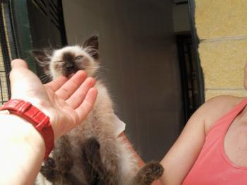Missy Bild von Missy