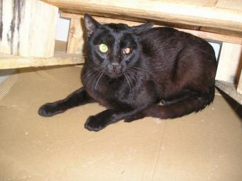 Romeo Bild von Romeo
