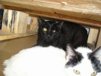 Romeo Bild von Romeo