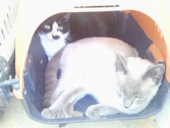 Ohne Bild von Silchu