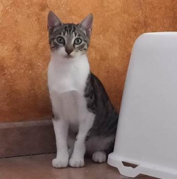 Prieto Bild von Prieto