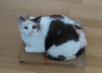 Viki Bild von Viki