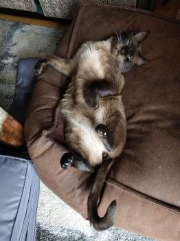 Masai Bild von Masai