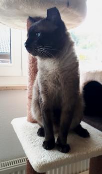 Masai Bild von Masai