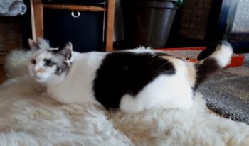 Viki Bild von Viki