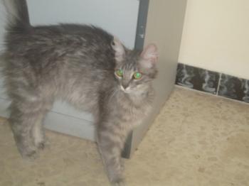 Troya Bild von Troya