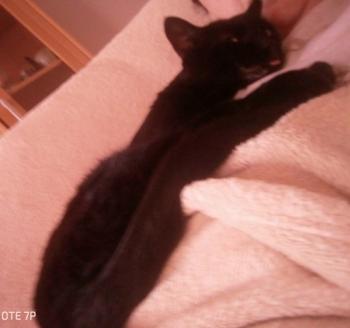 Babush Bild von Babush