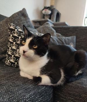 Noshi Bild von Noshi