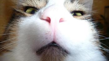 Bruno Bild von Bruno