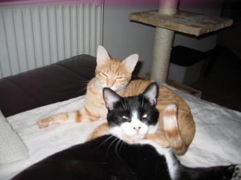 Beba Bild von Beba