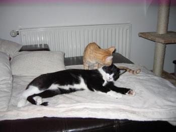 Beba Bild von Beba