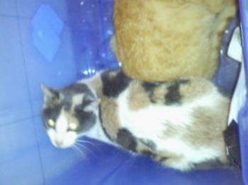 Gordy Bild von Gordy