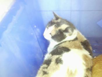 Gordy Bild von Gordy