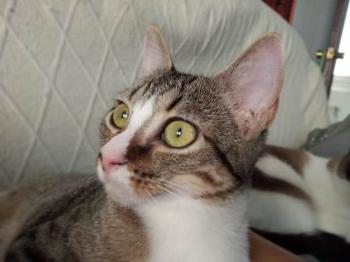 Timba Bild von Timba