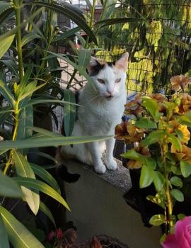 Bild von Allison
