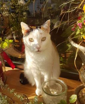 Bild von Allison