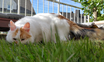 Sora Bild von Sora