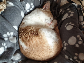 Bild von Filomeno