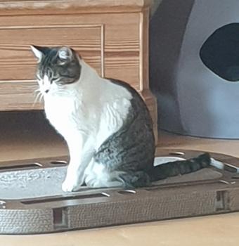 Pierre Bild von Pierre