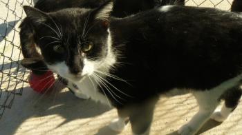 Rummy Bild von Rummy