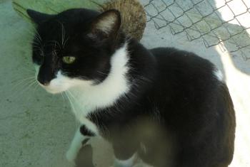 Rummy Bild von Rummy