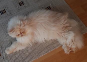 Bild von Pumuckl