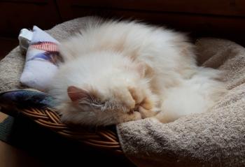 Bild von Pumuckl