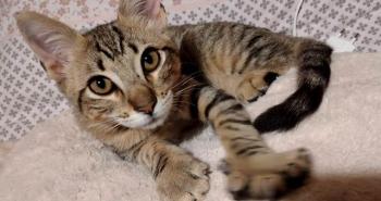 Hades Bild von Hades