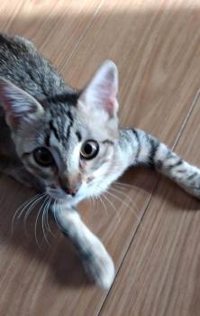 Hades Bild von Hades