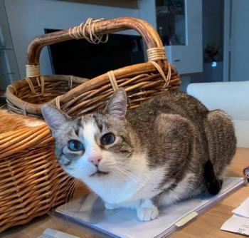 Bild von Sissi