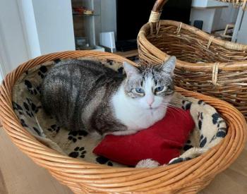 Bild von Sissi