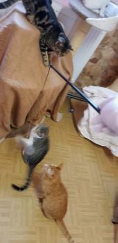 Prieto Bild von Prieto