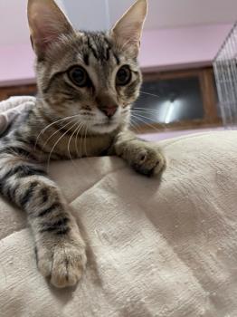 Hades Bild von Hades