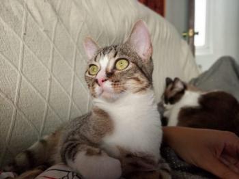 Timba Bild von Timba