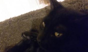 Felisa Bild von Felisa