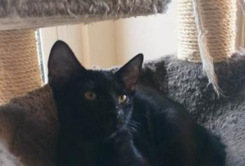 Felisa Bild von Felisa