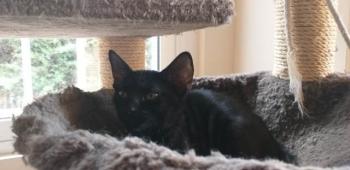 Felisa Bild von Felisa