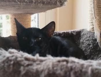 Felisa Bild von Felisa