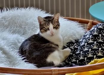 Pi Bild von Pi