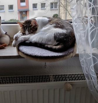 Pi Bild von Pi